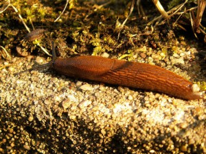 Nacktschnecke